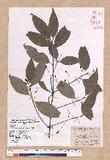 Cinnamomum osmophloeum Kanehira g׮