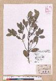 Cinnamomum reticulatum Hayata g