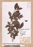 Lindera erythrocarpa Makino Kv(G)