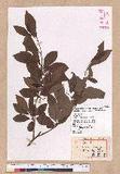 Lindera erythrocarpa Makino Kv(G)