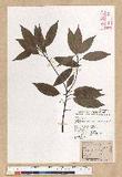 Neolitsea acuminatissima (Hayata) Kanehira et Sasaki ssl