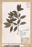 Neolitsea hiiranensis Liu & Liao nssl