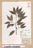Neolitsea acuminatissima (Hayata) Kanehira et Sasaki ssl