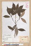 Neolitsea aciculata (Blume) Koidz. Usl