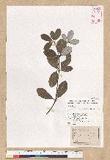 Neolitsea buisanensis Yamamoto & Kamikoti Z¤ssl