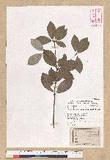 Neolitsea buisanensis Yamamoto & Kamikoti Z¤ssl