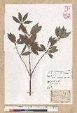 Neolitsea buisanensis Yamamoto & Kamikoti Z¤ssl