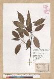 Neolitsea sericea (Blume) Koidz. շsl
