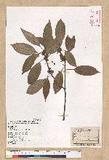 Neolitsea sericea (Blume) Koidz. շsl