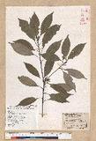 Neolitsea sericea (Blume) Koidz. շsl