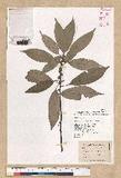 Neolitsea sericea (Blume) Koidz. շsl