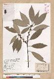 Neolitsea sericea (Blume) Koidz. շsl