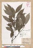 Neolitsea sericea (Blume) Koidz. շsl