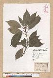 Neolitsea sericea (Blume) Koidz. շsl