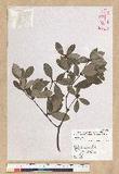 Neolitsea buisanensis Yamamoto & Kamikoti Z¤ssl