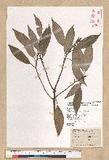 Neolitsea sericea (Blume) Koidz. շsl