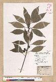 Neolitsea sericea (Blume) Koidz. շsl