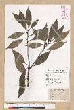 Neolitsea sericea (Blume) Koidz. շsl