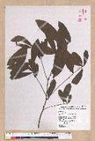 Litsea hypophaea Hayata pl(׾)