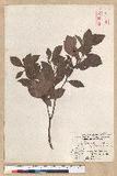 Machilus obovatifolia (Hayata) Kanehira & Sasaki ˧Z