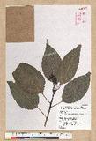 Neolitsea parvigemma (Hayata) Kanehira & Sasaki p޷sl
