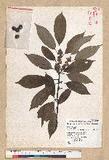 Neolitsea sericea (Blume) Koidz. շsl