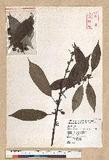 Neolitsea sericea (Blume) Koidz. շsl