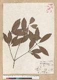 Neolitsea hiiranensis Liu & Liao nssl