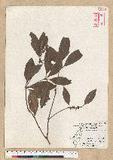 Neolitsea hiiranensis Liu & Liao nssl