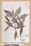Neolitsea sericea (Blume) Koidz. շsl