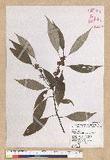 Neolitsea sericea (Blume) Koidz. շsl