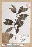 Neolitsea sericea (Blume) Koidz. շsl