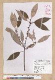 Neolitsea aciculata (Blume) Koidz. Usl