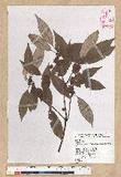 Neolitsea aciculata (Blume) Koidz. Usl