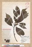 Neolitsea sericea (Blume) Koidz. շsl