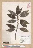 Neolitsea sericea (Blume) Koidz. շsl