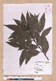 Cinnamomum macrostemon Hayata J׮