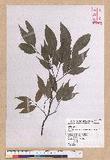 Castanopsis carlesii (Hemsl.) Hayata var. sessilis Nakai 