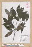 Neolitsea sericea (Blume) Koidz. շsl
