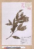 Cinnamomum insulari-montanum Hayata s׮(xW׮)