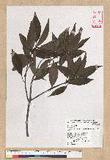 Neolitsea parvigemma (Hayata) Kanehira & Sasaki p޷sl