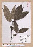 Quercus variabilis Blume R