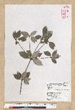 Neolitsea buisanensis Yamamoto & Kamikoti Z¤ssl