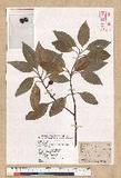Neolitsea sericea (Blume) Koidz. var. aurata (Hayata) Hatusima sl