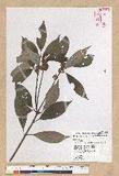 Neolitsea sericea (Blume) Koidz. շsl