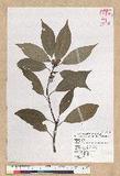 Neolitsea sericea (Blume) Koidz. շsl