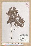 Neolitsea buisanensis Yamamoto & Kamikoti forma sutsuoensis J. C. Liao ۭsl
