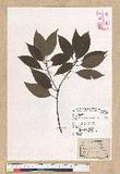 Neolitsea parvigemma (Hayata) Kanehira & Sasaki p޷sl