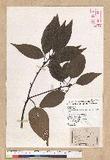 Neolitsea parvigemma (Hayata) Kanehira & Sasaki p޷sl