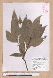 Lithocarpus lepidocarpus (Hayata) Hayata R
